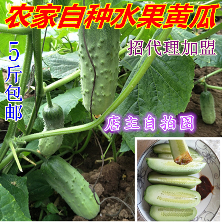 丹东蔬菜旱黄瓜特产小旱黄瓜水果黄瓜 农家种植黄瓜 5斤全国包邮在类目 水产肉类/新鲜蔬果/熟食, 新鲜蔬菜/蔬菜制品, 新鲜蔬菜, 其它中 - 来自Buy2taobao.com提供专业的淘宝代购服务