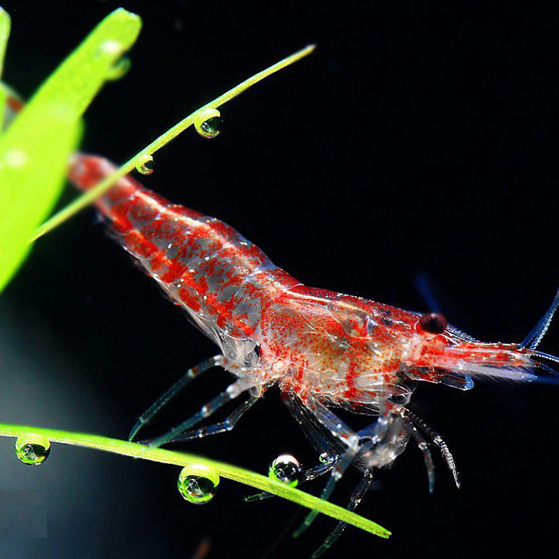 Aquarium living thing Ornamental shrimp Taiwanese cherry shrimp tool Planted tank living thing Watch Algae shrimp( 1CM large)in the Pet/Pet food and supplies , Aqua World , Shrimp category - from Buy2taobao.com to provide professional Taobao agent buy service