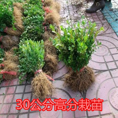 黄杨苗树苗黄杨球小叶黄杨瓜子黄杨小苗四季常青耐阴常绿庭院绿篱|ruв категории доставка цветов/цветок моделирования/растения садоводства, садовое растение/даосское дерево/фруктовых деревьев, видовой лист/цветочный куст - от Buy2taobao.com для оказания профессиональной услуги покупки агента Taobao