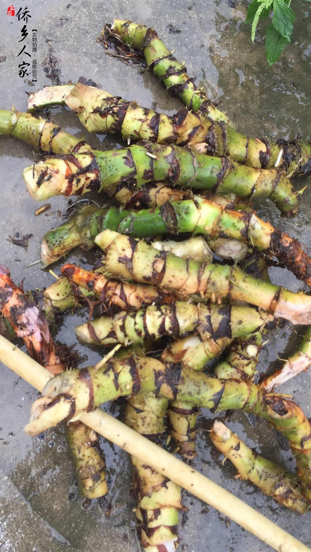 野生天河芋水刺芋竻藕勒慈茹水勒芋清熱祛濕秋冬滋潤湯料每份五斤在類目 水產肉類/新鮮蔬果/熟食, 新鮮蔬菜/蔬菜製品, 新鮮蔬菜, 其它中 - 來自Buy2taobao.com提供專業的淘寶代購服務