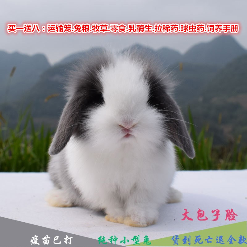 Dwarf living thing small-scale dormitory Pets Not very Mini teacup Netherlands White Water hyacinth Princess rabbit Living creaturesin the Pet/Pet food and supplies , Rabbits and supplies , Rabbit category - from Buy2taobao.com to provide professional Taobao agent buy service