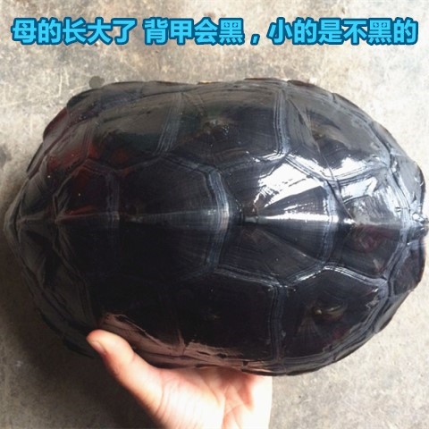 活體鎮宅招財台灣珍珠龜花龜7-26CM水龜寵物龜草龜送龜糧特價包郵在類目 寵物/寵物食品及用品, 水族世界, 龜/鱉中 - 來自Buy2taobao.com提供專業的淘寶代購服務