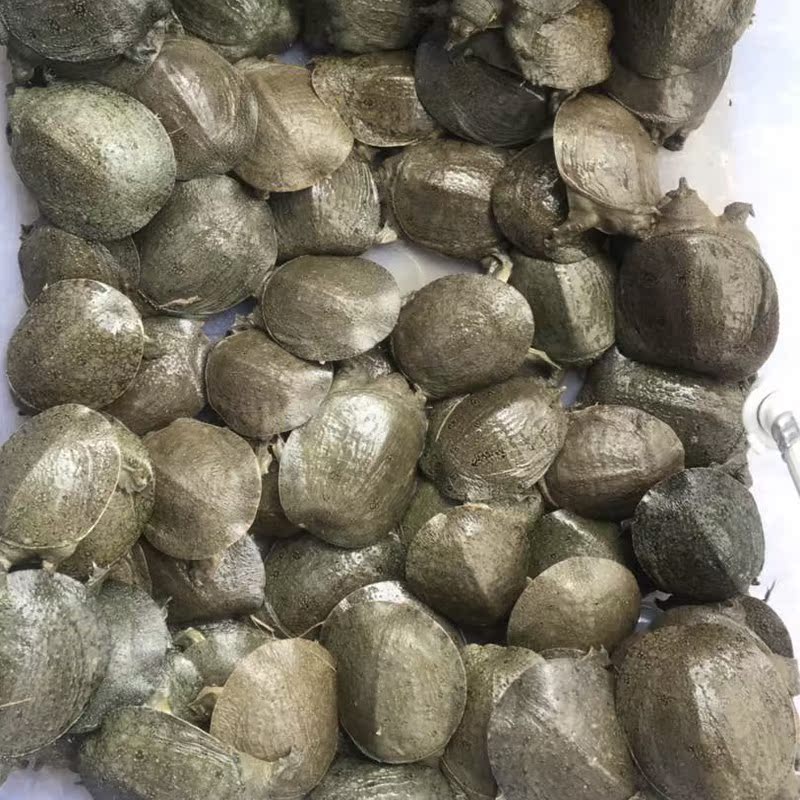50~100克小甲鱼苗中华鳖老鳖王八团鱼水鱼苗龟清水鳖包活体到达在类目 宠物/宠物食品及用品, 水族世界, 龟/鳖中 - 来自Buy2taobao.com提供专业的淘宝代购服务