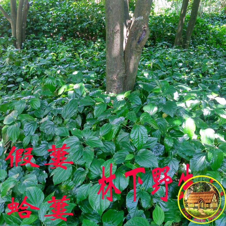 新鮮野生假蒌葉500克包郵 青蒌葉 蛤蒌 假蒌 菜野菜香菜酸料菜在類目 水產肉類/新鮮蔬果/熟食, 新鮮蔬菜/蔬菜製品, 新鮮蔬菜, 其它中 - 來自Buy2taobao.com提供專業的淘寶代購服務