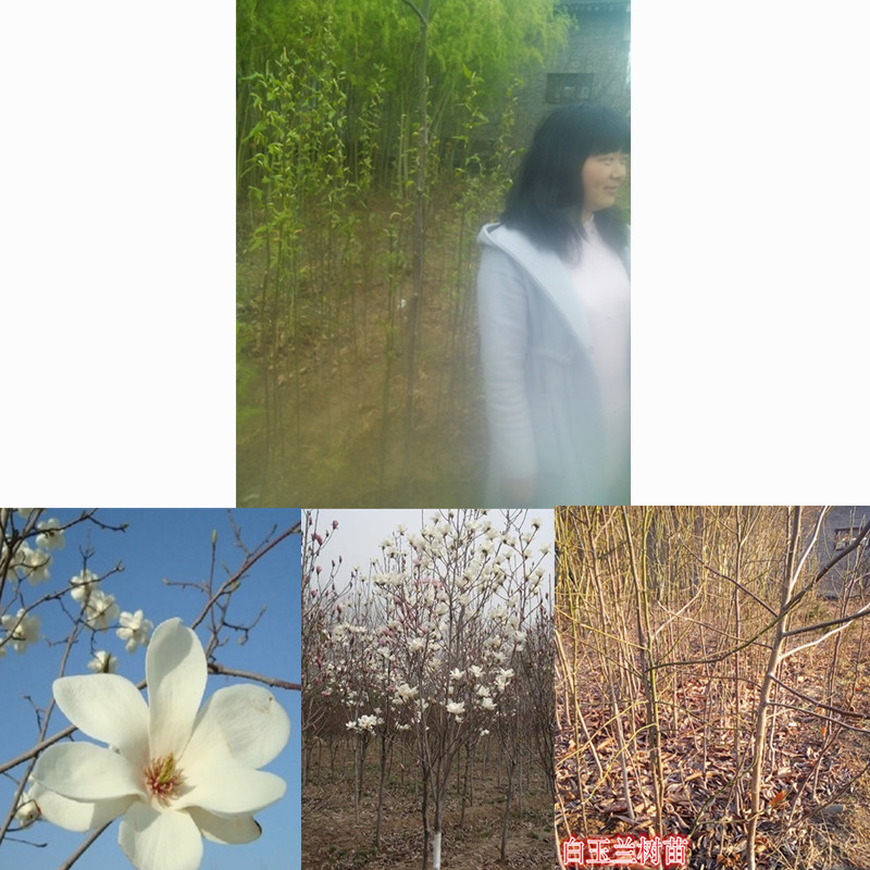 白玉兰树苗 庭院盆栽观赏名贵树种 花木苗木包邮在类目 鲜花速递/花卉仿真/绿植园艺, 花园植物/行道树/果树, 行道树/乔木中 - 来自Buy2taobao.com提供专业的淘宝代购服务