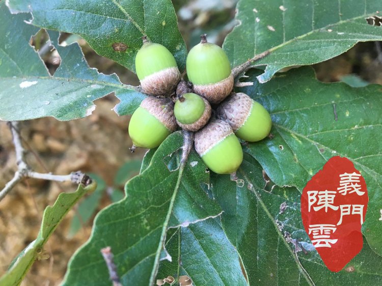 500g促销 庐山纯栗子粉 橡子粉 天然择子粉野生泽子豆腐 橡子凉粉在类目 粮油米面/南北干货/调味品, 米/面粉/杂粮, 面粉/食用粉中 - 来自Buy2taobao.com提供专业的淘宝代购服务