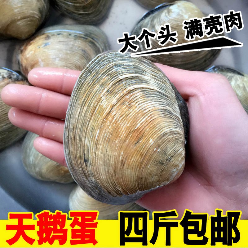 新鲜天鹅蛋鲜活海捕大蛤蜊野生天鹅蛋肉紫石房蛤海鲜水产贝类烧烤在类目 水产肉类/新鲜蔬果/熟食, 海鲜/水产品/制品, 贝类, 贝类制品中 - 来自Buy2taobao.com提供专业的淘宝代购服务