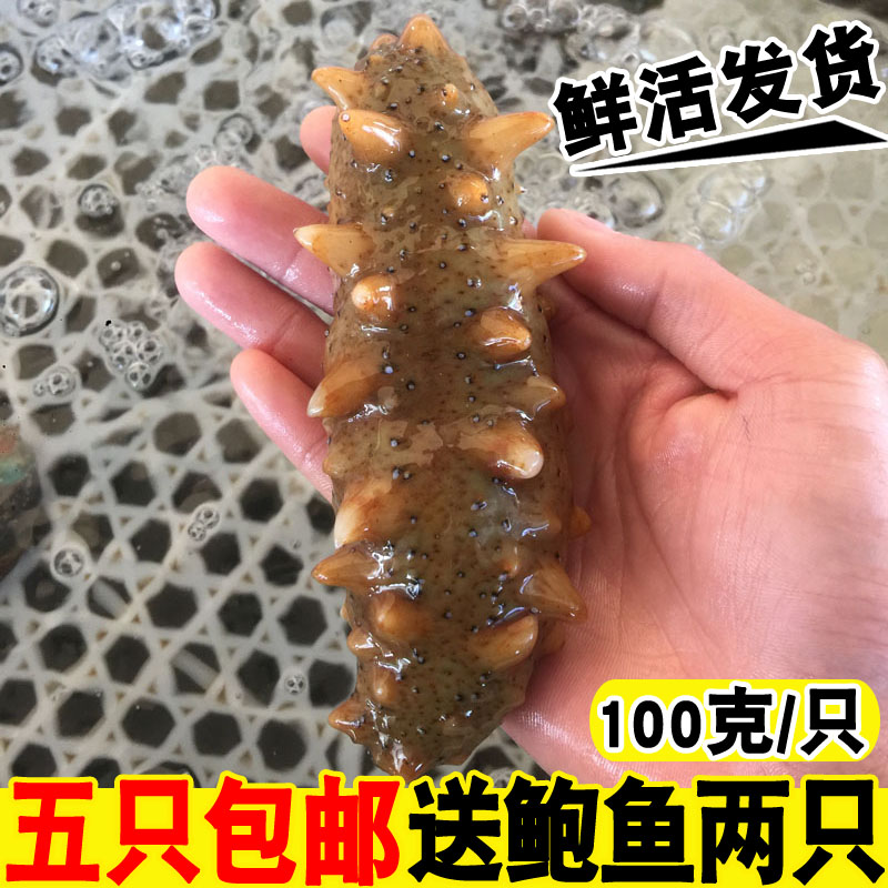 海参野生刺参鲜活新鲜大海参海鲜水产鲜活刺参 5只包邮 100g/只在类目 水产肉类/新鲜蔬果/熟食, 海鲜/水产品/制品, 海参中 - 来自Buy2taobao.com提供专业的淘宝代购服务