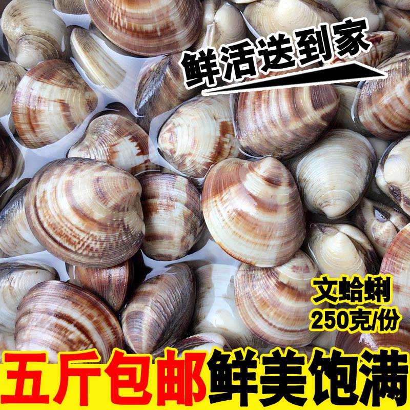 Seafood Aquatic products Fresh Clams wild Shellfish Sea clams Diaphana Clams Clams Sea clamsin the Aquatic meat/Fresh fruits and vegetables/Cooked , Seafood/Aquatic/Product , Shellfish , Shellfish Products category - from Buy2taobao.com to provide professional Taobao agent buy service