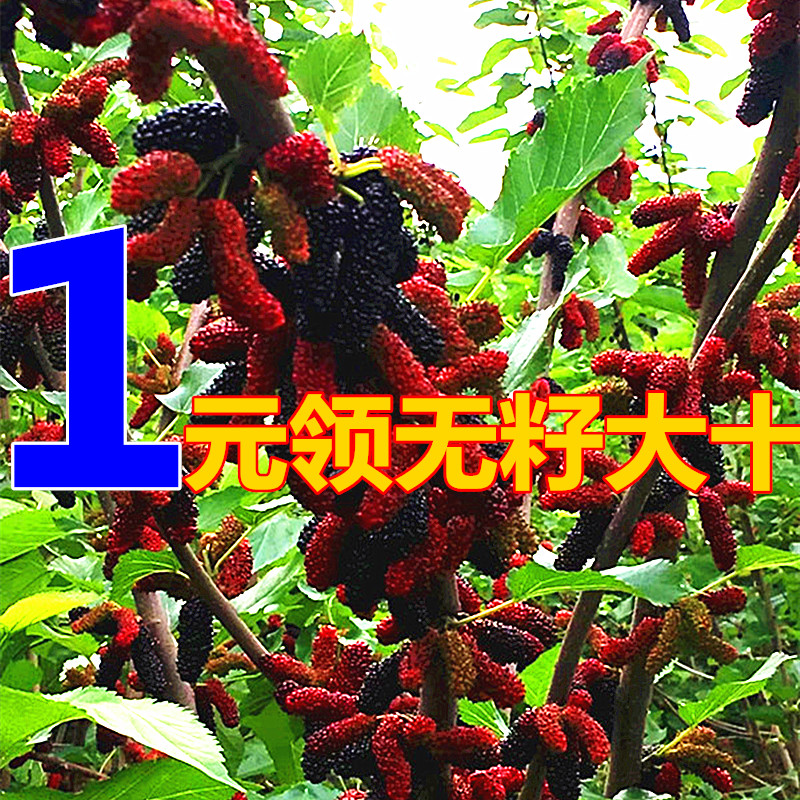 果桑树苗桑葚树台湾四季长果桑无籽大十大叶盆栽黑果南方北方种植在类目 鲜花速递/花卉仿真/绿植园艺, 花园植物/行道树/果树, 果树中 - 来自Buy2taobao.com提供专业的淘宝代购服务