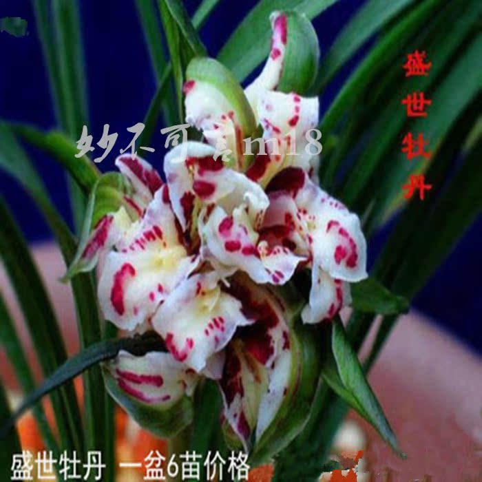 高档室内精品花卉当年开花 蝴蝶兰花苗 盆栽兰花 蝴蝶兰大苗盆栽在类目 鲜花速递/花卉仿真/绿植园艺, 花卉/绿植盆栽(新), 大型绿植/成品组合盆栽中 - 来自Buy2taobao.com提供专业的淘宝代购服务