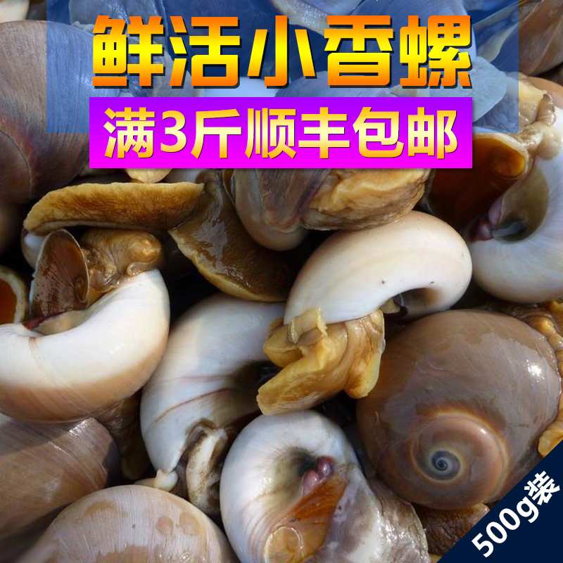 青岛特产海鲜水产鲜活香螺500g无沙子野生黄香玉螺当天新鲜海螺在类目 水产肉类/新鲜蔬果/熟食, 海鲜/水产品/制品, 贝类, 贝类制品中 - 来自Buy2taobao.com提供专业的淘宝代购服务