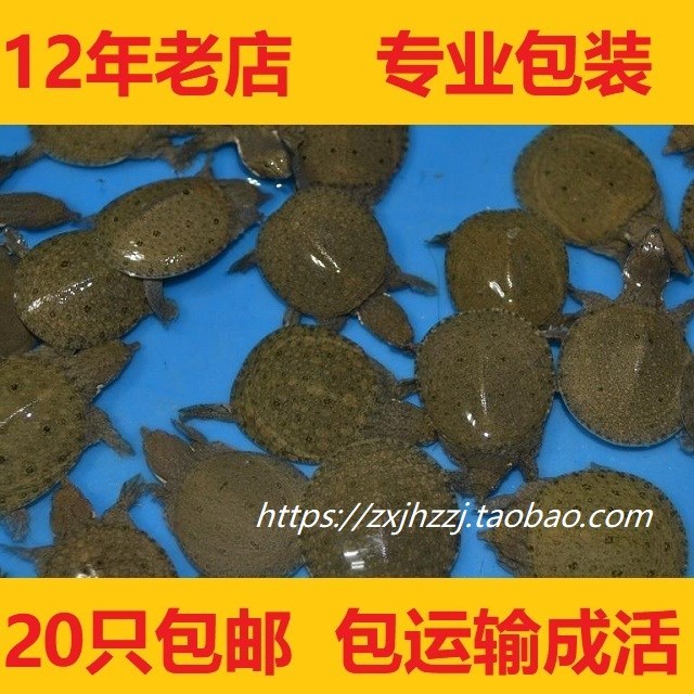 外塘养殖中华鳖苗水鱼团鱼王八苗小甲鱼苗龙鱼宠物观赏鱼饲料活体在类目 宠物/宠物食品及用品, 水族世界, 龟/鳖中 - 来自Buy2taobao.com提供专业的淘宝代购服务