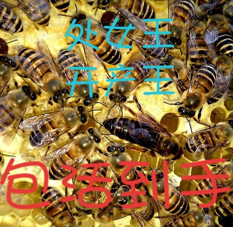 high quality Bee queen bee Bee living thing Spawning New queen bee queen bee living thing Virgin queen bee Hybridizationin the Pet/Pet food and supplies , Other pets , Other pets category - from Buy2taobao.com to provide professional Taobao agent buy service