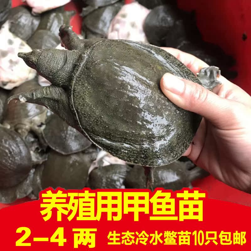 undefined3 A fry Laobie Bastard Soft-shelled turtle Fish and water Fry Shimizu Boy living thing Juvenile soft shelled turtleundefinedin the Pet/Pet food and supplies , Aqua World , Turtle/Turtle category - from Buy2taobao.com to provide professional Taobao agent buy service