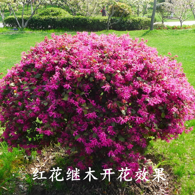 庭院红花檵木红花继木苗 花坛绿篱色块红叶石楠冬青苗绿化树苗|ruв категории доставка цветов/цветок моделирования/растения садоводства, садовое растение/даосское дерево/фруктовых деревьев, видовой лист/цветочный куст - от Buy2taobao.com для оказания профессиональной услуги покупки агента Taobao