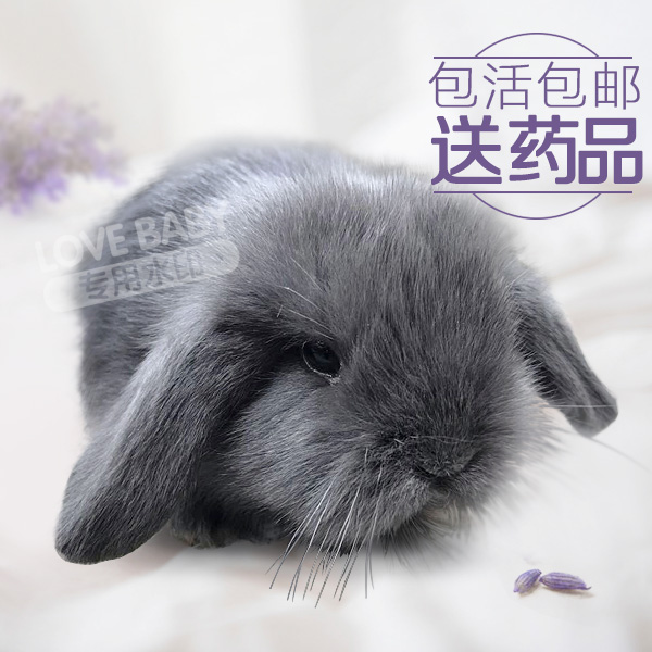 包邮包活送药品纯种苹果脸垂耳兔短毛垂耳兔兔子活体已打疫苗|ruв категории животное/Животное питание и принадлежностей, зайцеобразные и принадлежностей, кролик - от Buy2taobao.com для оказания профессиональной услуги покупки агента Taobao
