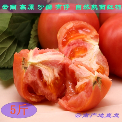云南沙瓤番茄西红柿自然熟新鲜水果蔬菜孕妇农家纯天然洋柿子 5斤