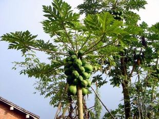 正品紅肉木瓜水果樹苗夏威夷紅肉品種可食用特甜水果苗庭院可種植在類目 鮮花速遞/花卉仿真/綠植園藝, 花園植物/行道樹/果樹, 果樹中 - 來自Buy2taobao.com提供專業的淘寶代購服務
