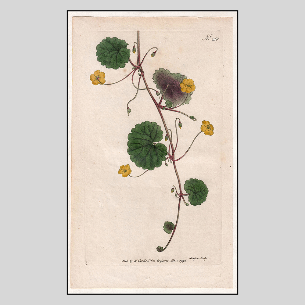 印物所植物图谱 手工上色铜版画《柯蒂斯植物学杂志》系列在类目 家居饰品, 装饰画, 版画中 - 来自Buy2taobao.com提供专业的淘宝代购服务