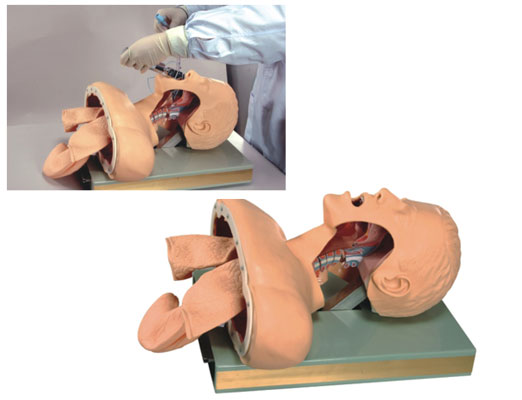 高级人体气管插管训练模型(可视化)气管插管练习培训模型