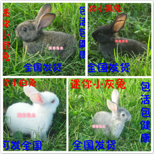四川活體迷妳寵物兔小白兔肉兔母兔公主兔黑花兔大型兔包活兔兔在類目 寵物/寵物食品及用品, 兔類及其用品, 兔中 - 來自Buy2taobao.com提供專業的淘寶代購服務