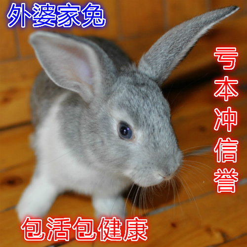 活物兔子伊高樂兔新西蘭兔伊拉兔比利時兔八點黑兔四川兔子農家兔在類目 寵物/寵物食品及用品, 兔類及其用品, 兔中 - 來自Buy2taobao.com提供專業的淘寶代購服務