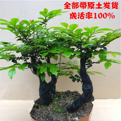 名贵小叶紫檀盆景树桩客厅树 办公桌室内花卉