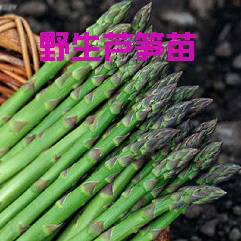 东北山苞米野生芦笋根苗龙须菜根苗野菜种球室内盆栽阳台蔬菜苗|msdalam kategori penghantaran bunga/bunga simulasi/tumbuhan berkebun, bunga/Buah-buahan dan sayur-sayuran/benih rumput (baru), mentol - dari Buy2taobao.com untuk memberikan perkhidmatan ejen Taobao profesional membeli