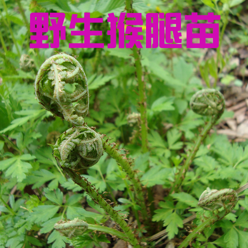 东北野生山野菜猴腿根苗菜园阳台盆栽苗猴子腿种球珍惜山菜苗美味在类目 鲜花速递/花卉仿真/绿植园艺, 花卉/蔬果/草坪种子(新), 种球中 - 来自Buy2taobao.com提供专业的淘宝代购服务