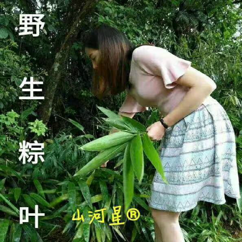 山河星新鲜野生粽叶端午节包大粽子叶闽箬叶竹子叶廖叶芦苇叶50张|msdalam kategori dapur/memasak Appliances, memasak Appliances, lain - dari Buy2taobao.com untuk memberikan perkhidmatan ejen Taobao profesional membeli