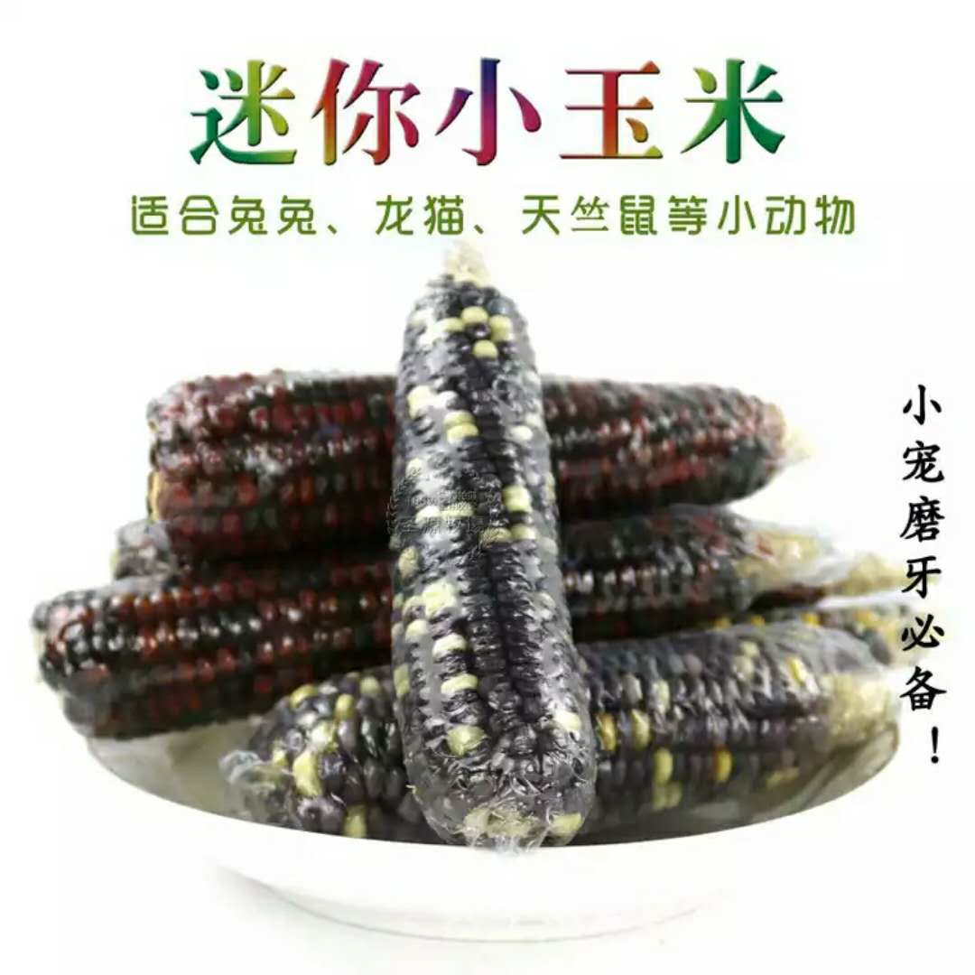 迷你小玉米 龙猫兔子豚鼠仓鼠磨牙佳品3元一根 满30包邮在类目 宠物/宠物食品及用品, 猫/狗保健品中 - 来自Buy2taobao.com提供专业的淘宝代购服务