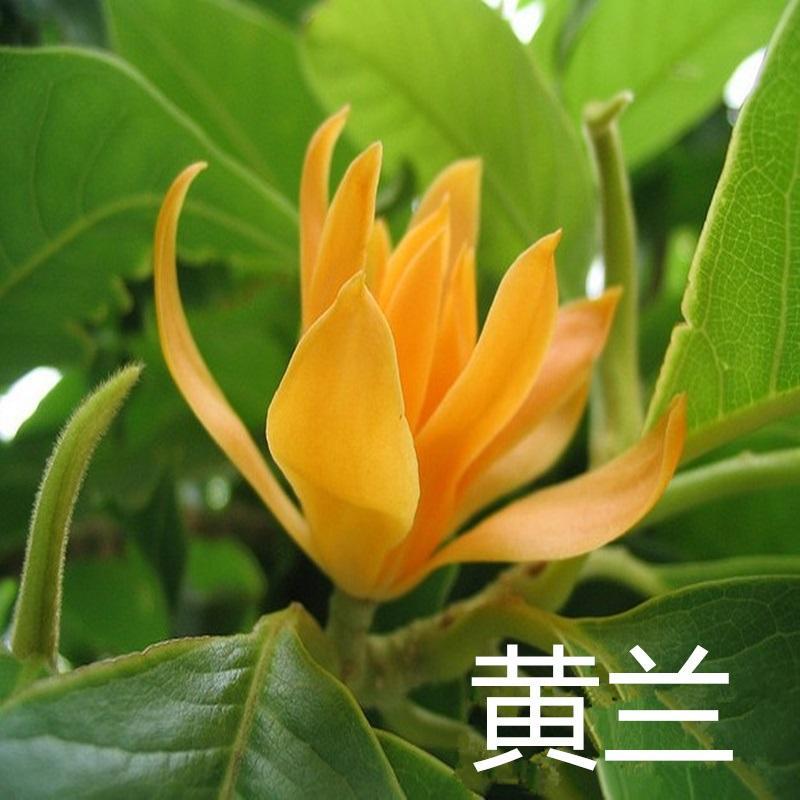 黄兰花树苗 黄缅桂苗 黄玉兰苗 实生苗 黄兰树苗在类目 鲜花速递/花卉仿真/绿植园艺, 花园植物/行道树/果树, 行道树/乔木中 - 来自Buy2taobao.com提供专业的淘宝代购服务
