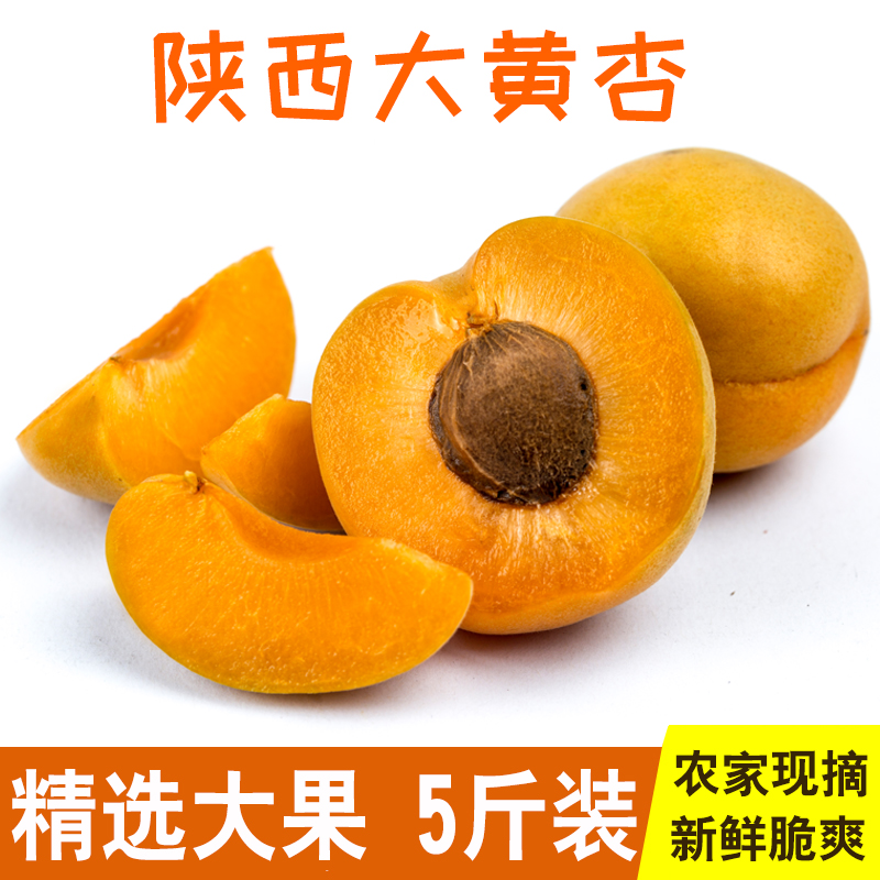 goods in stock Apricots fresh fruit Golden Sun Rhubarb 5 Season fruit Season fruit sunlightin the Aquatic meat/Fresh fruits and vegetables/Cooked , Fresh fruit , Other category - from Buy2taobao.com to provide professional Taobao agent buy service