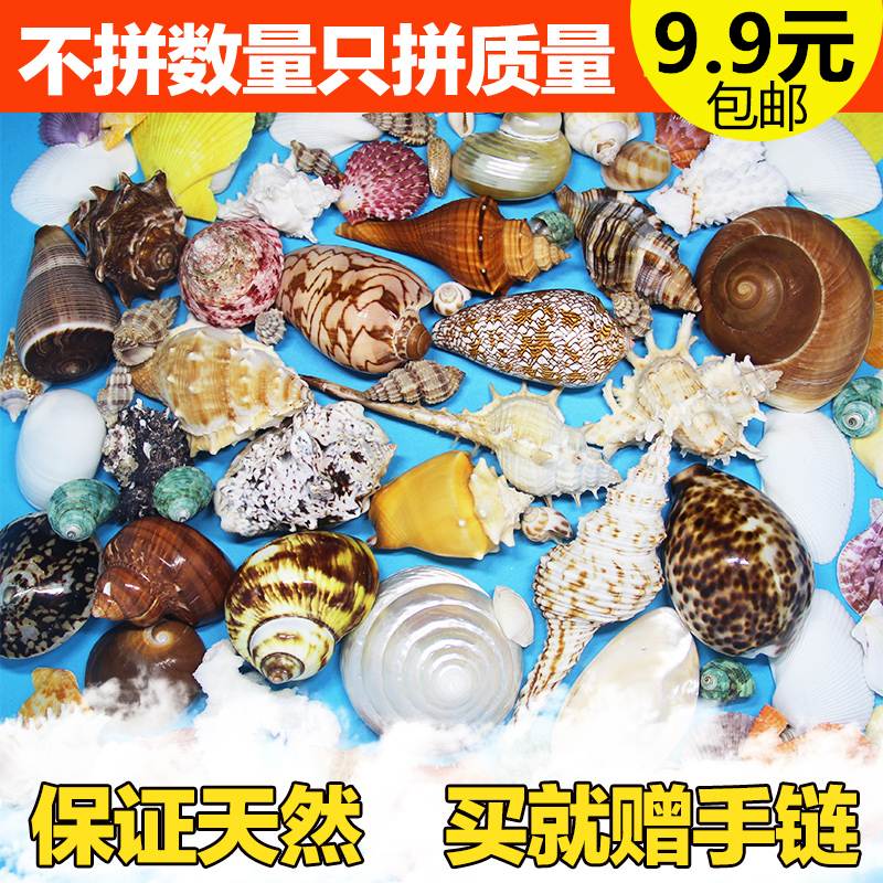 天然海螺貝殼包郵珊瑚水族箱魚缸造景裝飾地中海地台擺件道具在類目 家居飾品, 創意飾品, 海螺/貝殼/珊瑚中 - 來自Buy2taobao.com提供專業的淘寶代購服務