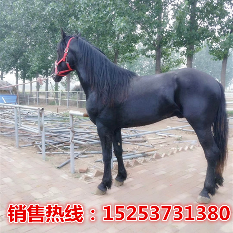 Horse sale Mounted horse live Mongolian horse Horse Colts Pets Pony Scenic spotin the Pet/Pet food and supplies , Equine and supplies , Horse category - from Buy2taobao.com to provide professional Taobao agent buy service