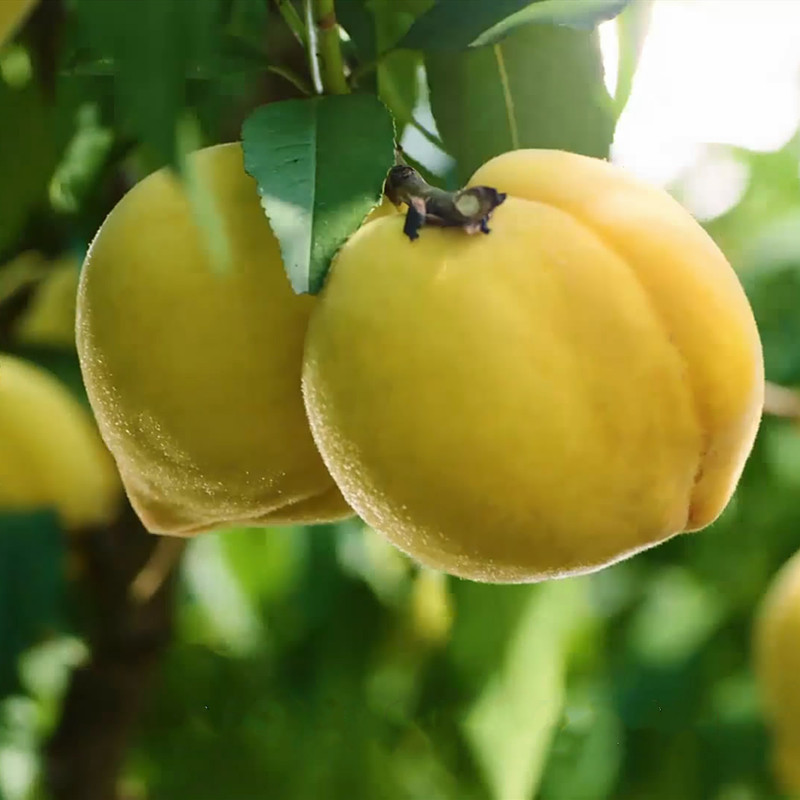 Orthodox school Alpine Yanling Season fresh Fruit lake Fernando Beautiful Peach Special Offer 10 Jinin the Aquatic meat/Fresh fruits and vegetables/Cooked , Fresh fruit , Peach category - from Buy2taobao.com to provide professional Taobao agent buy service