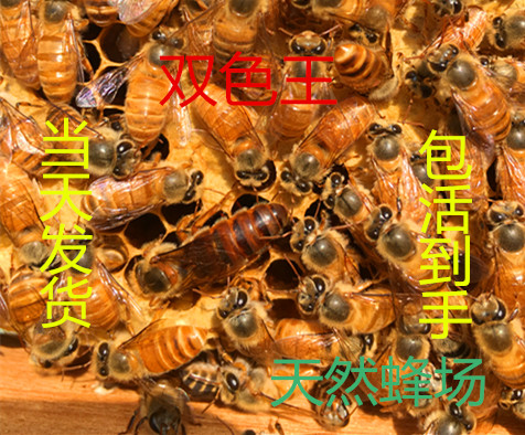 living thing Queen bee of Chinese bee Virgin King of production Spawning Aba Mating Double color honeybee Queenin the Pet/Pet food and supplies , Other pets , Other pets category - from Buy2taobao.com to provide professional Taobao agent buy service