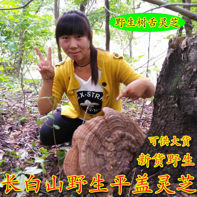 Changbai Mountains Life Gailingzhi Ganoderma lucidum Ganoderma lucidum wild Aoshiba Ganoderma flat cover 500 gramin the Traditional nourishing food , Ganoderma , Pruning Ganoderma category - from Buy2taobao.com to provide professional Taobao agent buy service