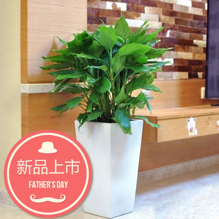 万年青 吸甲醛盆栽耐冷植物西安同城配送净化空气吸甲醛在类目 鲜花速递/花卉仿真/绿植园艺, 花卉/绿植盆栽(新), 绿植中 - 来自Buy2taobao.com提供专业的淘宝代购服务