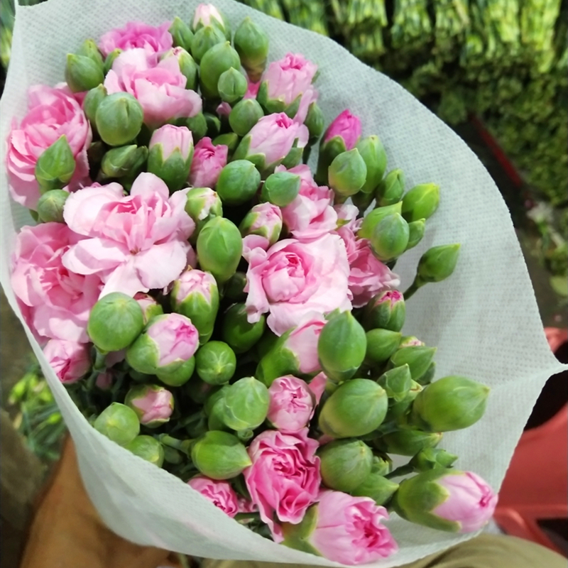 Long Carnation flower Pearl Pink Yunnan Straight hair Mother's Day gift household Single headin the Flower delivery/Flowers simulation/Plants gardening , Flower delivery(City) category - from Buy2taobao.com to provide professional Taobao agent buy service
