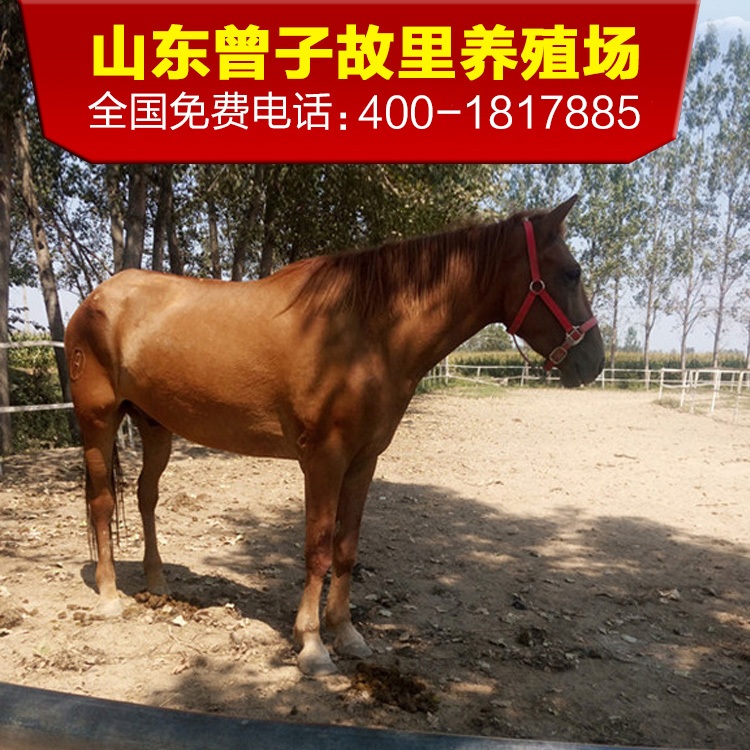 娛樂用馬 景區用馬 半血馬三河馬活體騎乘馬 活的馬出售 蒙古馬在類目 寵物/寵物食品及用品, 馬類及其用品, 馬中 - 來自Buy2taobao.com提供專業的淘寶代購服務