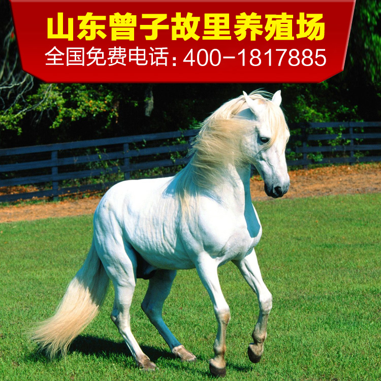 活體小矮馬 活體真馬寵物矮腳馬 德保矮馬多少錢壹匹 真馬騎乘馬在類目 寵物/寵物食品及用品, 馬類及其用品, 馬中 - 來自Buy2taobao.com提供專業的淘寶代購服務