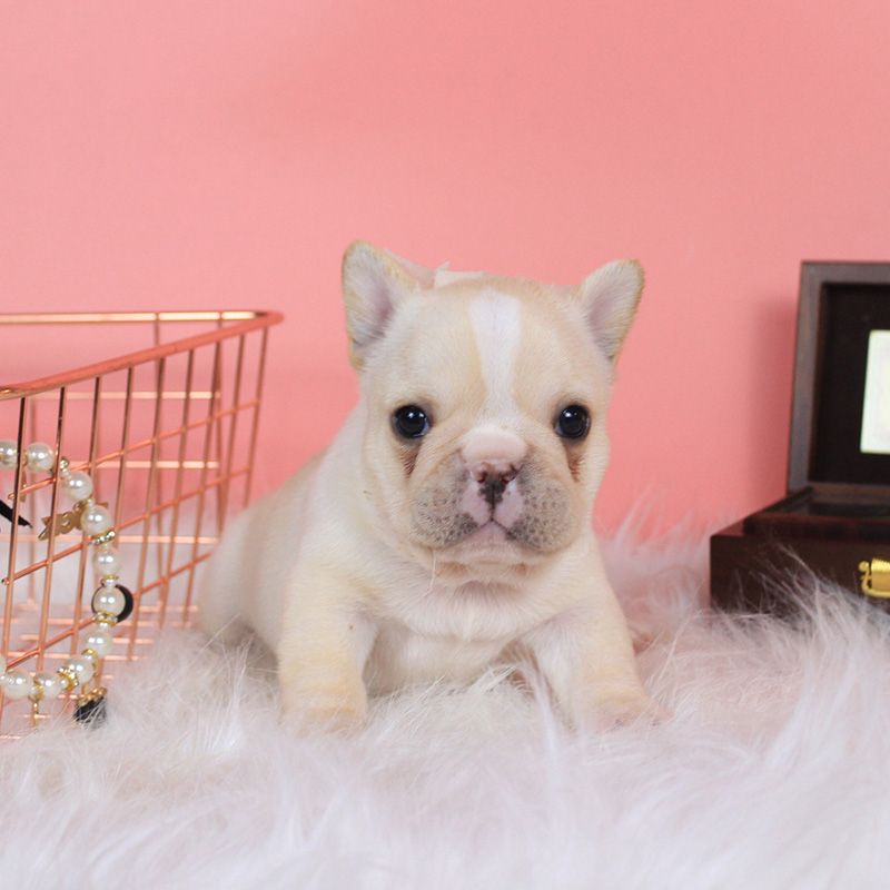 France bucket France Bullfighting Pet dog Thoroughbred Bulldog France bucket cream Brother 201802in the Pet/Pet food and supplies , Dogs category - from Buy2taobao.com to provide professional Taobao agent buy service
