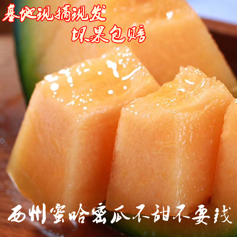 山东西州蜜瓜网纹瓜甜瓜 焦蜜瓜新鲜哈密瓜甜瓜玫珑瓜一件代发在类目 水产肉类/新鲜蔬果/熟食, 新鲜水果, 哈密瓜中 - 来自Buy2taobao.com提供专业的淘宝代购服务