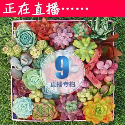 正在直播9号链接 【直播专拍】AK多肉 多肉植物 组合盆栽