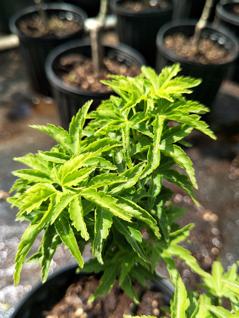 红狮子头 狮子头枫树 黑姬 琴姬 盆景素材微型小品在类目 鲜花速递/花卉仿真/绿植园艺, 花园植物/行道树/果树, 观叶 /花灌木中 - 来自Buy2taobao.com提供专业的淘宝代购服务