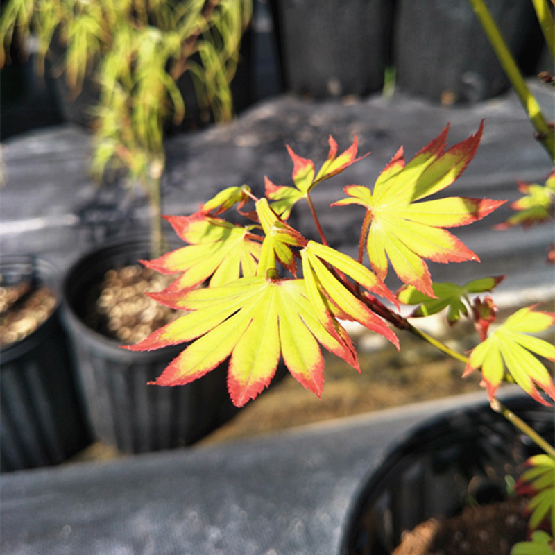 马洋亭下槭树园 爪柿 日本枫树 3年苗多分枝 冬季新上盆|msdalam kategori penghantaran bunga/bunga simulasi/tumbuhan berkebun, 花园植物/行道树/果树, 观叶 /花灌木 - dari Buy2taobao.com untuk memberikan perkhidmatan ejen Taobao profesional membeli