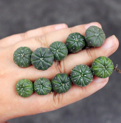 十颗星兜套餐小盆栽 创意星球多肉植物仙人球 实生组合肉特价包邮