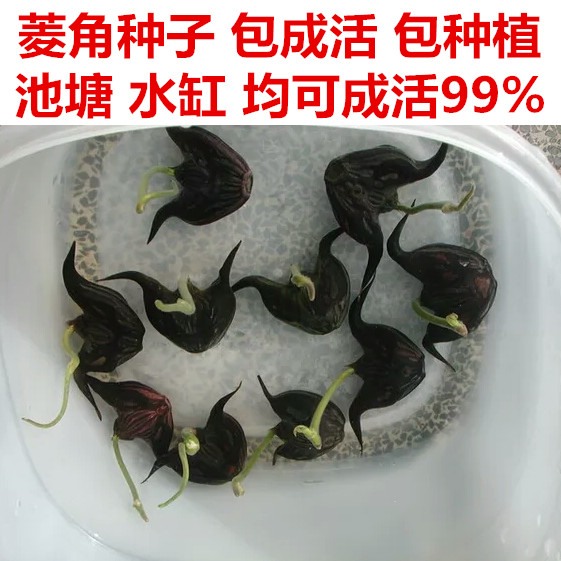 洪湖新鲜菱角种子现摘包邮老菱角种子野生菱角种子湖北农家特产在类目 水产肉类/新鲜蔬果/熟食, 新鲜蔬菜/蔬菜制品, 新鲜蔬菜, 其它中 - 来自Buy2taobao.com提供专业的淘宝代购服务